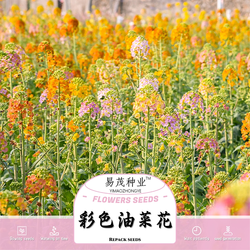 彩色油菜花种子七彩油菜籽观赏芸薹花籽易种室外花境花海旅游景观