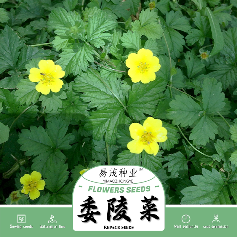 委陵菜种子翻白草白头翁种籽蛤蟆草四季播种饲料耐寒耐阴绿化地被