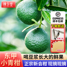 广东新会茶枝柑鲜果东甲圈枝小青柑鲜果正品陈皮青皮普洱茶正品