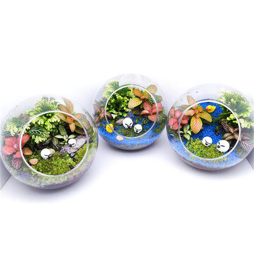 微景观生态瓶成品缸盆景玻璃苔藓创意植物造景材料办公室室内桌面