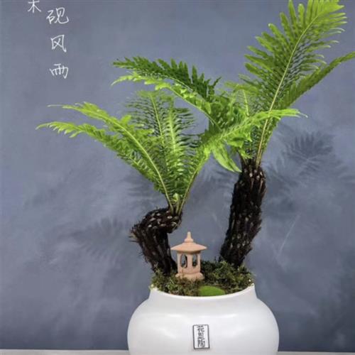 新客减造型盆景富贵蕨老桩苔藓水培植物办公室内观叶绿植净化空气