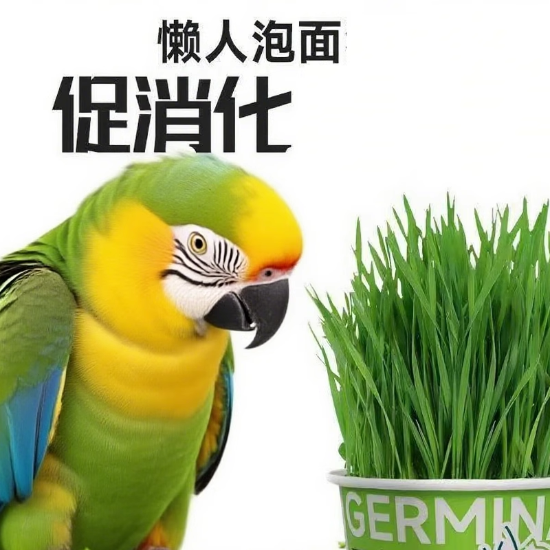 鹦鹉麦芽草粮新鲜鸟粮鹦鹉啃咬饲料鸟草盒零食促进消化解闷防啄毛,宠物/宠物食品及用品,鸟零食,淘宝优惠券,粉丝福利购,淘宝优惠卷