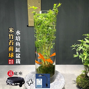 翡翠观音竹水培款苔藓球书房米竹绿植竹子室内立式鱼缸可养鱼