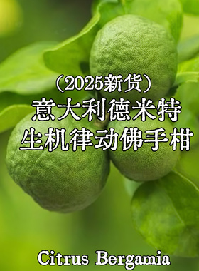 意大利德米特佛手柑单方精油律动有机FCF无光敏舒缓扩香25年新货