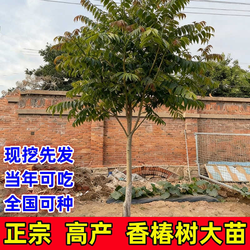 香椿苗盆栽地栽南方北方种植四季食用正宗绿油红油香椿树苗果树苗
