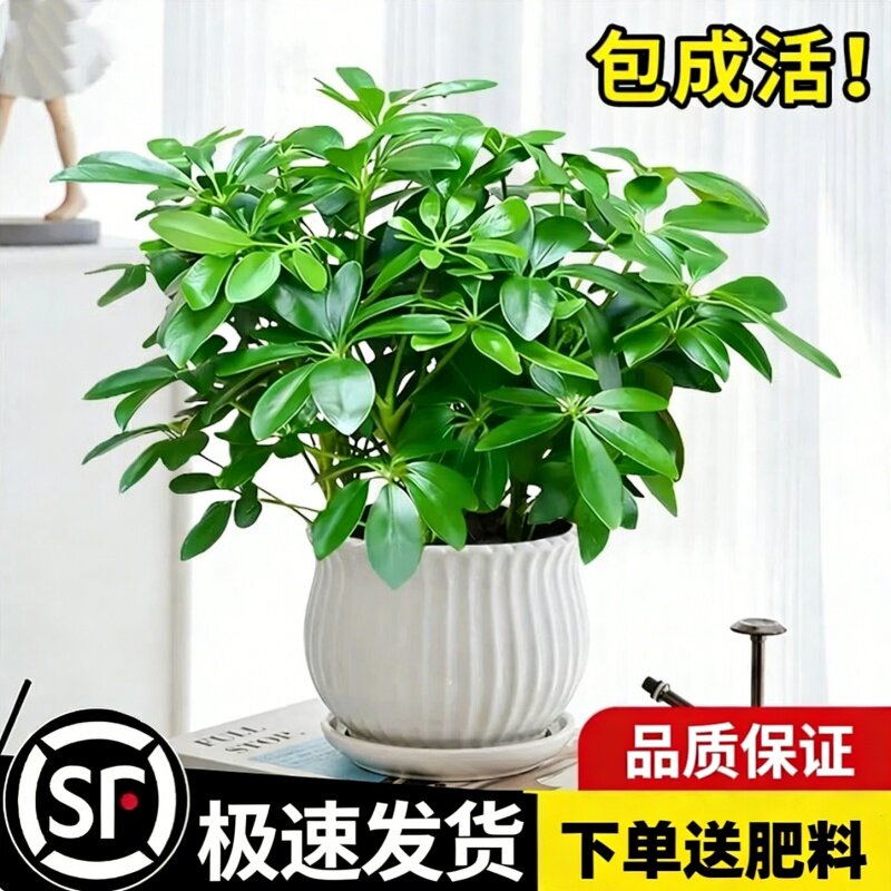 四季常青八方来财鸭脚木客厅室内阳台桌面绿植盆栽花卉发财树招财