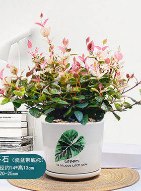 花叶络石植物盆栽室内五彩观叶绿植大盆垂吊好养花叶落石带盆栽好