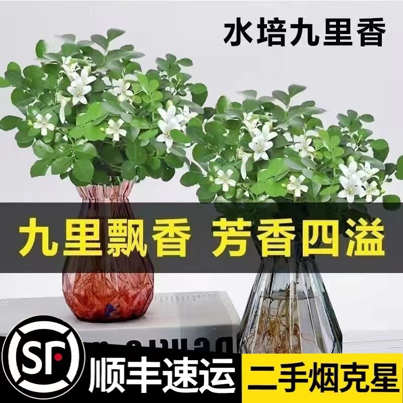 精选夏季【蚊子克星】驱蚊水培九里香盆栽绿植办公室内桌面四季开