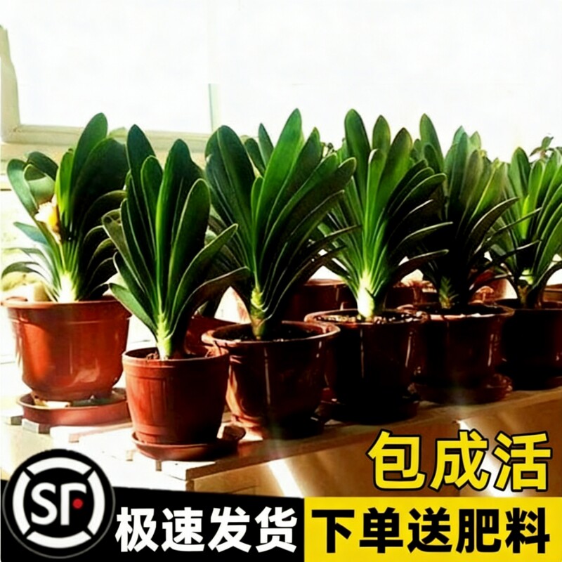 君子兰盆栽老苗四季好养名贵花卉绿植物室内阳台圆头和尚批发小苗