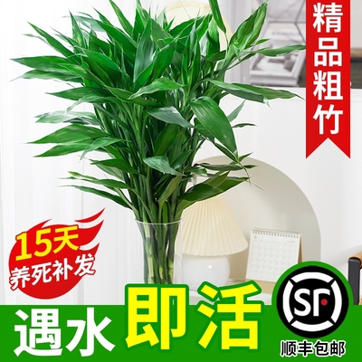 富贵竹水培植物水养粗杆发财树带根绿植转运竹子花卉盆栽室内客厅