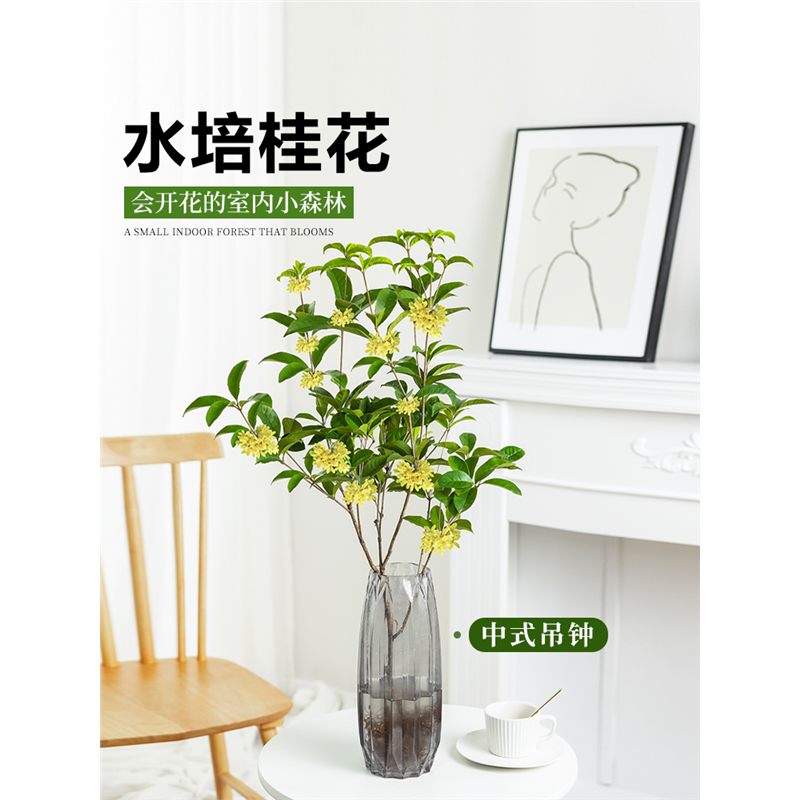 水培桂花盆栽树苗水养植物四季桂花鲜切花浓香型室内好养绿植花卉