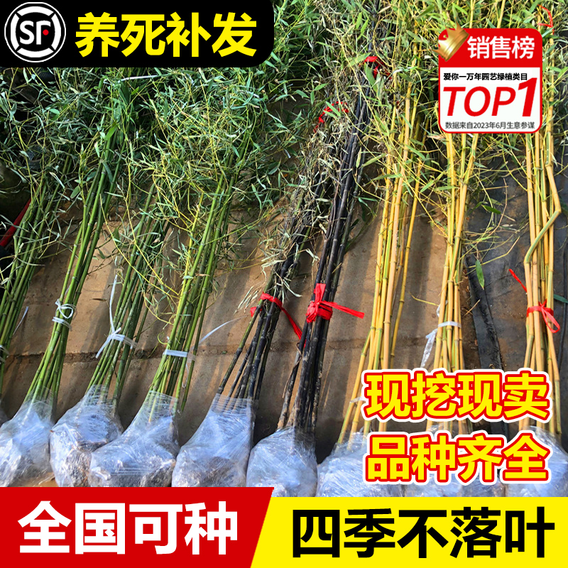 竹子苗庭院四季耐寒植物室外观赏竹子盆栽紫竹苗黄金竹罗汉竹绿植