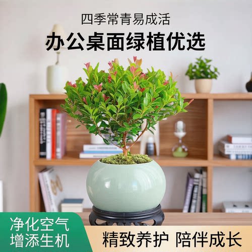 小叶赤楠老桩苗紫檀微景观水培办公室四季好养金丝楠木绿植