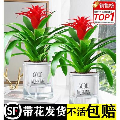 鸿运当头盆栽大盆适合客厅摆放的花家养花卉植物室内花好养活四季
