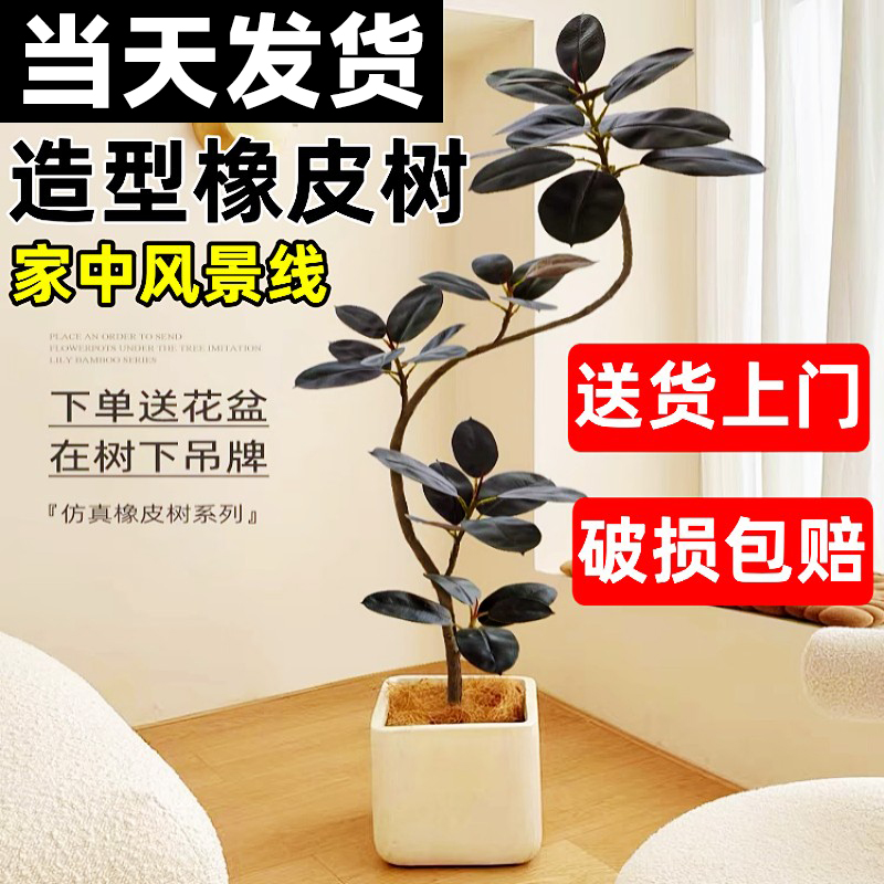 黑金刚橡皮树客厅大盆栽造型室内大型绿植好养四季办公室阳台植物