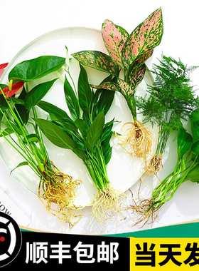 花卉盆栽水培植物室内花绿植四季水生好养活绿萝富贵文竹芋红白掌