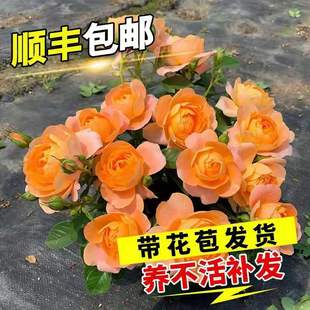 月季 開(kāi)花 花苗特大鮮花卉綠植物室內(nèi)盆栽玫瑰果汁陽(yáng)臺(tái)薔薇爬藤四季