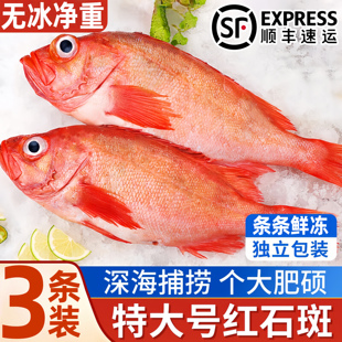 深海现捕红石斑大眼鱼新鲜活冷冻长寿富贵石斑鱼海鲜水产红石斑鱼