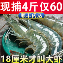 青岛大虾鲜活速冻超大海捕大虾大清虾对虾白虾基围虾速冻海鲜