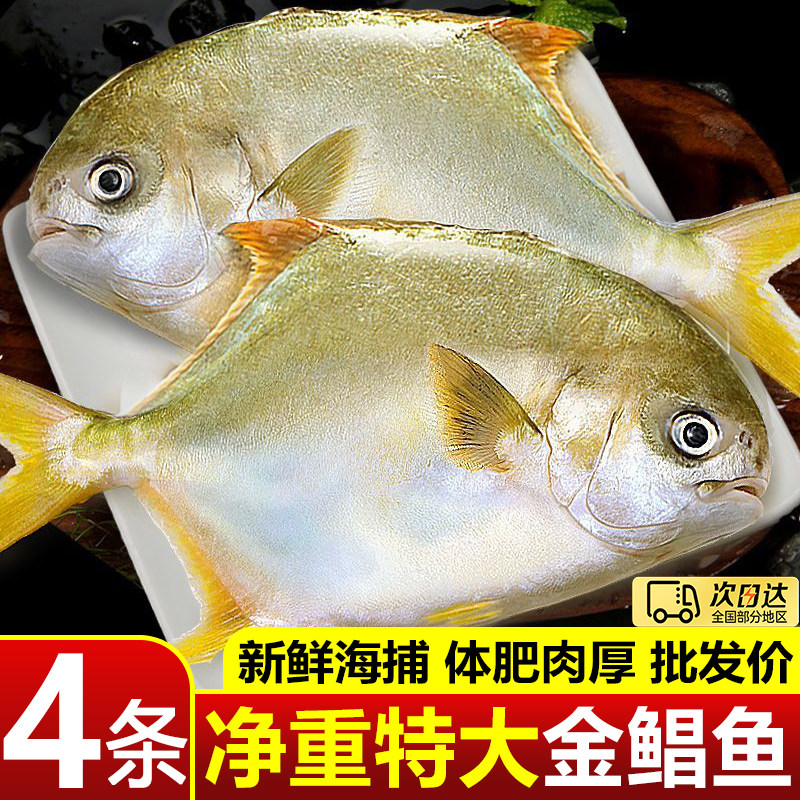 深海新鲜冷冻金鲳鱼白鲳昌鱼