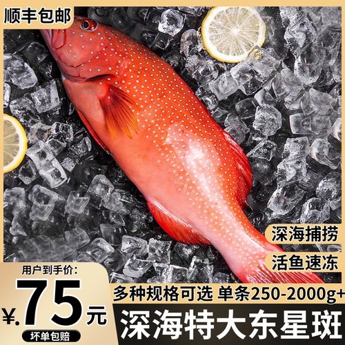 东星斑新鲜鲜活深海燕尾斑冷冻冰鲜东星斑鱼海鲜水产石斑鱼海鱼