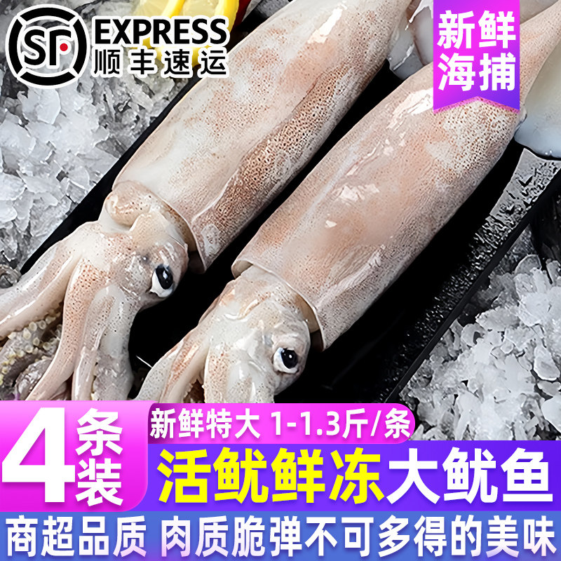 野生大鱿鱼新鲜冷冻海捕鱿鱼整只鲜冻尤鱼活鱿鲜冻烧烤铁板商用