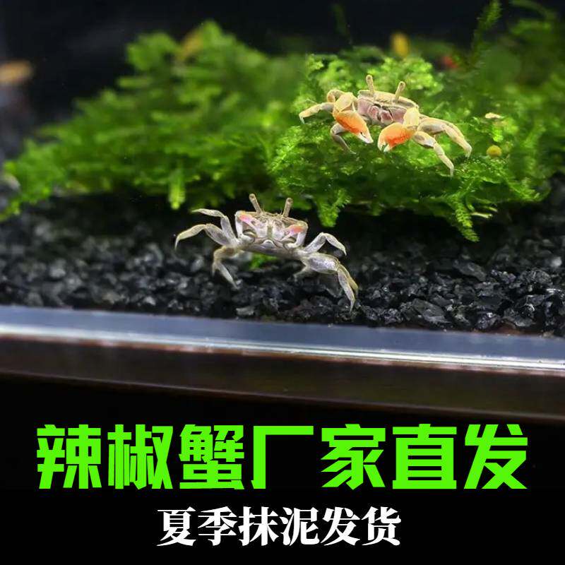 迷你辣椒蟹活体低氧好养耐活免换水鱼缸清洁残渣除藻淡水冷水宠物