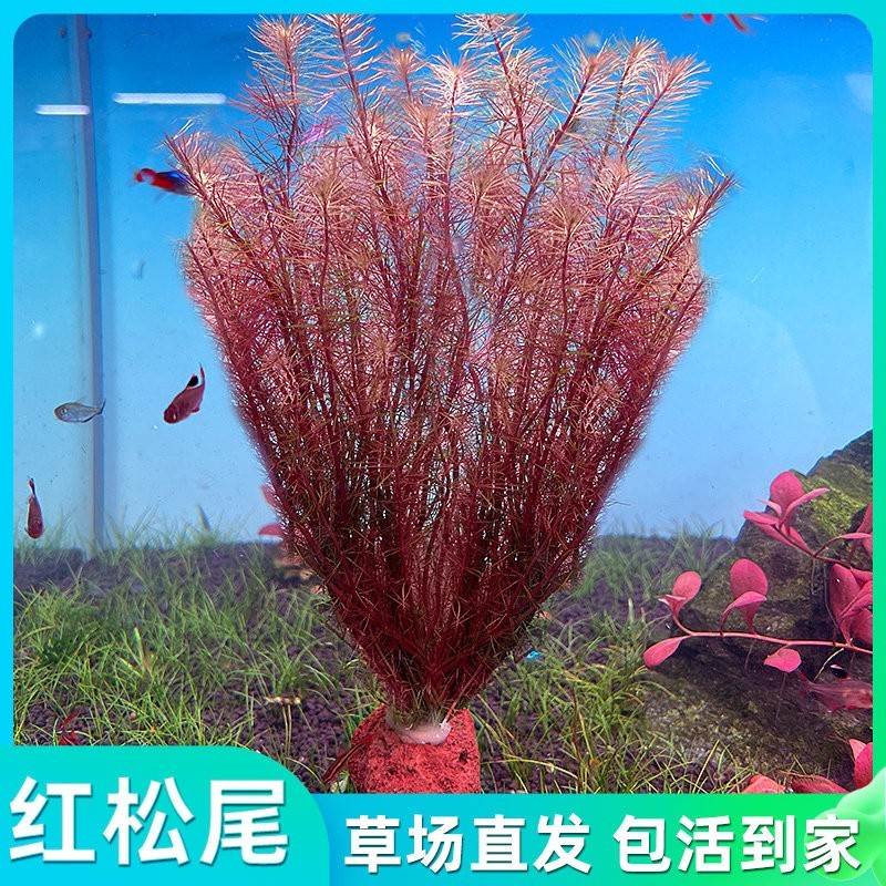红松尾水草植物真草鱼缸水草造景鱼草缸绿植新手懒人养鱼后景草