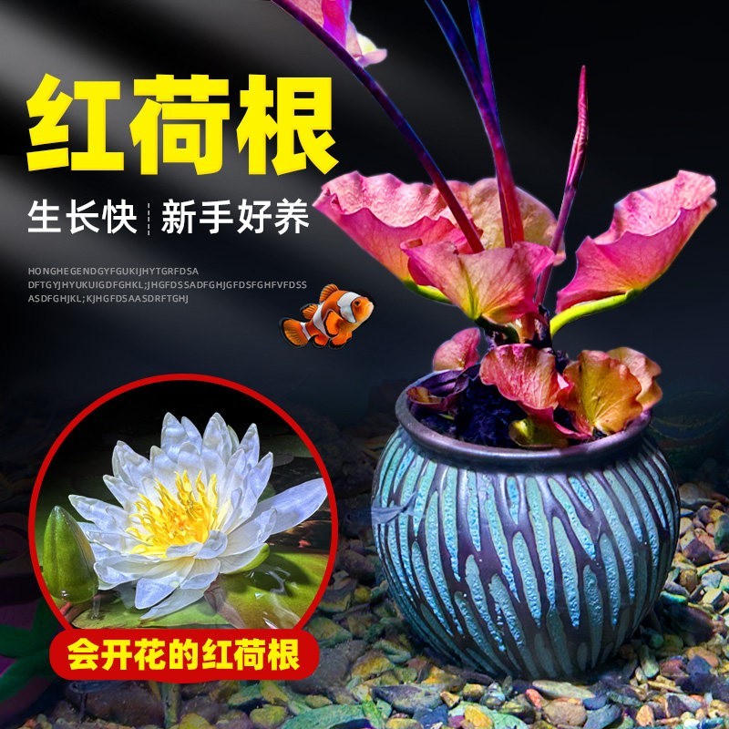 红荷根水草造景水族箱中后景易养睡莲阴性植物懒人淡水真活体碗莲