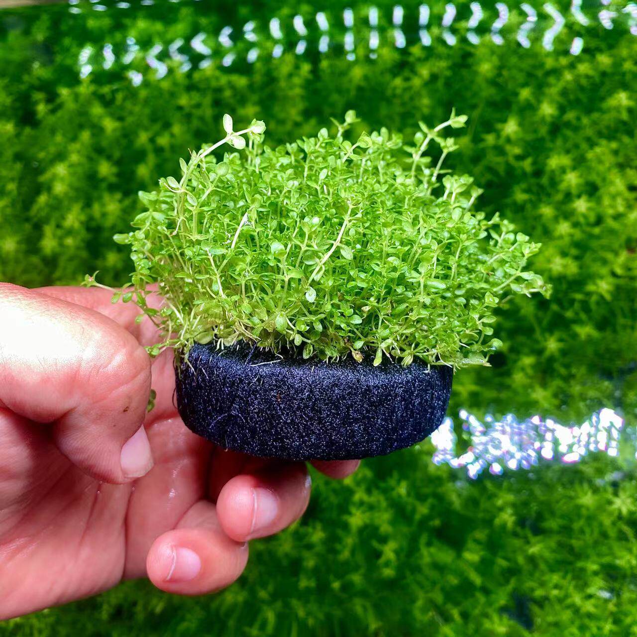 鱼缸水草造景日本高珍珠坨草淡水草增氧懒人水草水下叶爬地矮珍珠