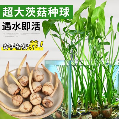 茨菇种球慈姑苗水草水培茨菰阳台净化水质鱼缸造景水生植物燕尾草