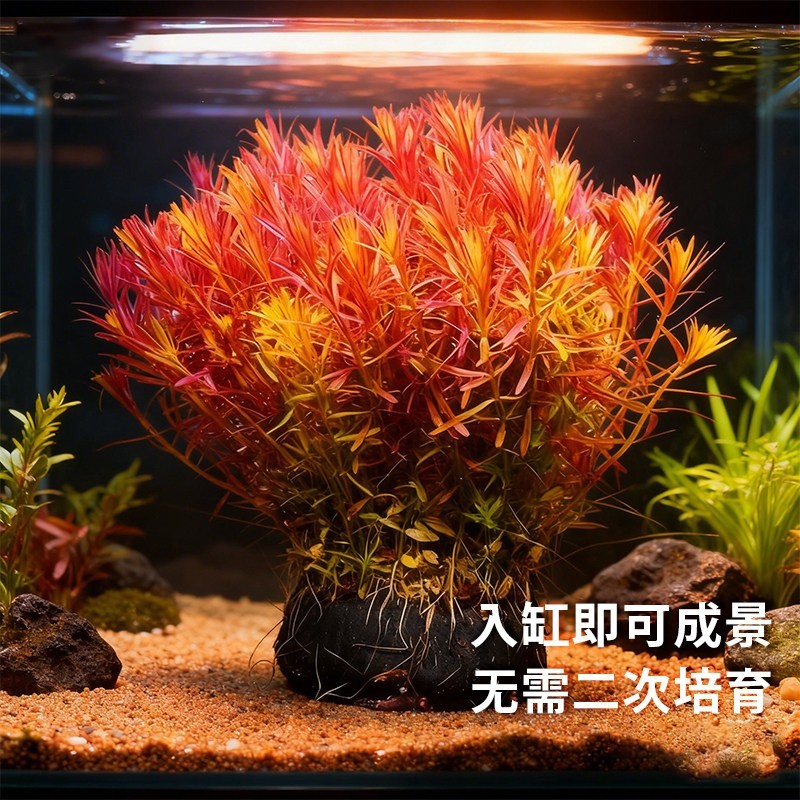 净水水草坨草鱼缸专用造景树淡水植物中后景净化水质阴性