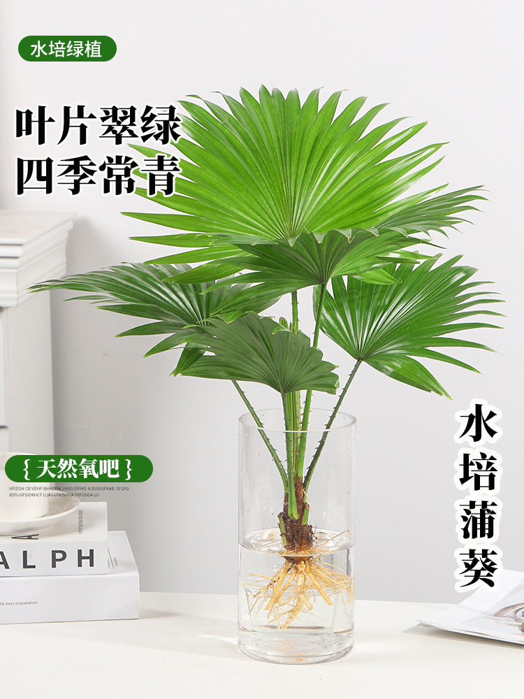 水培植物大扇叶蒲葵盆栽懒人水养植物室内好养办公室观叶绿植盆景