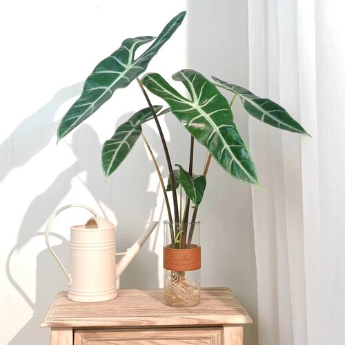 银脉剑叶海芋水培植物竹芋盆栽大仙女海芋绿植四季好养易养活水养