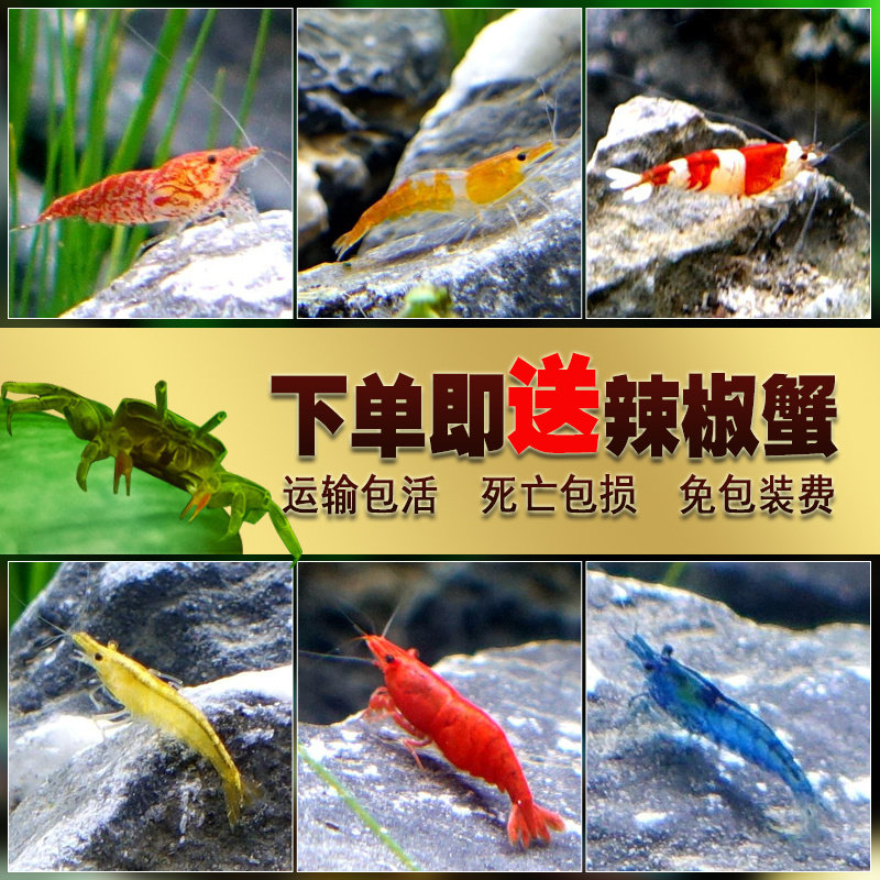 黑壳虾鲜活观赏虾活体宠物草缸水虾