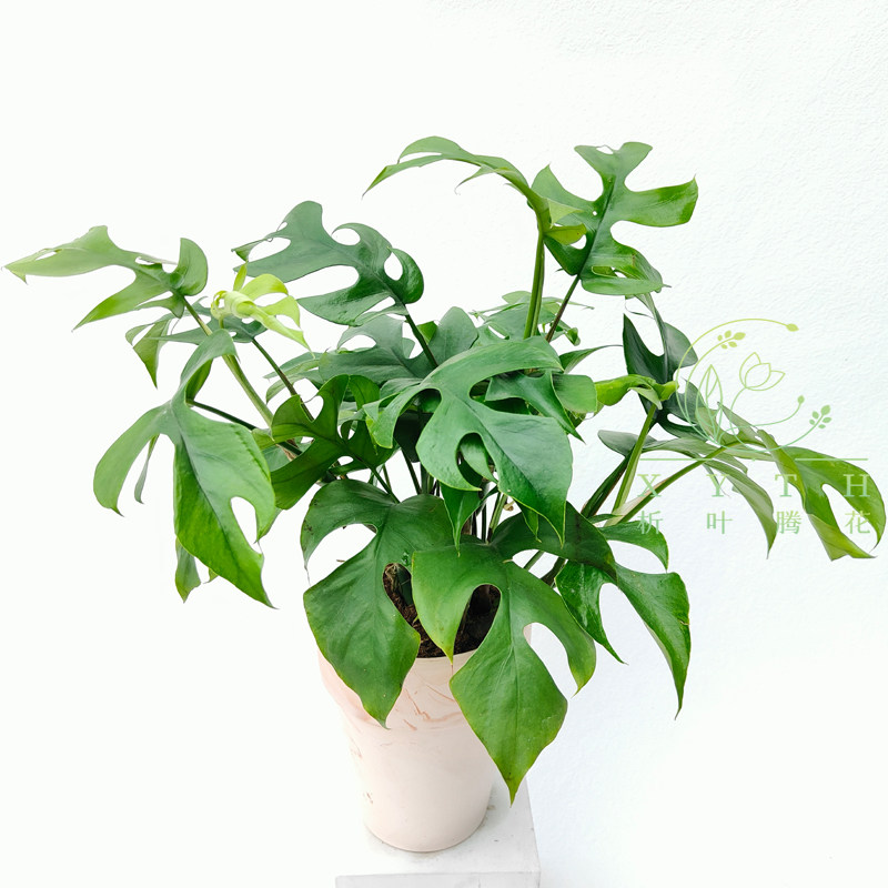 姬龟背圆叶迷你龟背竹盆栽室内爬藤垂藤耐阴好养水养水培花卉植物