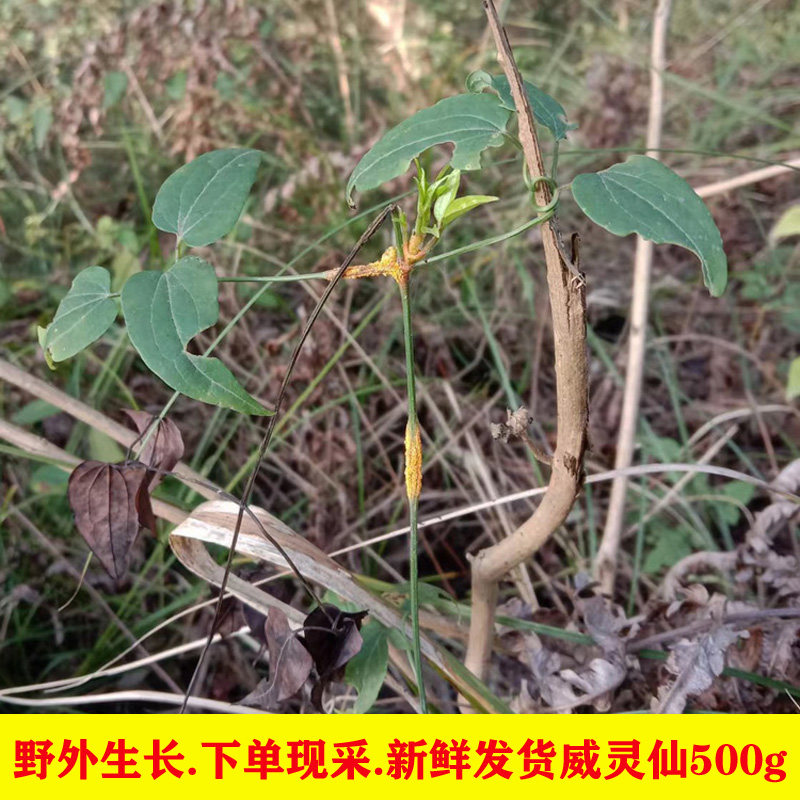 四川新鲜铁脚威灵仙纯根苗自然生中草药材老虎须泡脚藤500g