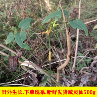四川新鲜铁脚威灵仙纯根苗自然生中草药材老虎须泡脚藤500g
