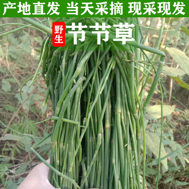 新鲜现采节节草中草药土木贼草锁眉草笔杆草笔筒草无心草的功效