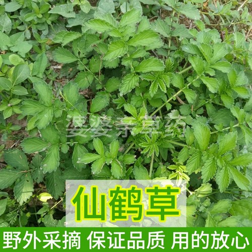 四川新鲜仙鹤草中草药龙芽草脱力草深山狼牙草带根种苗盆栽中药材