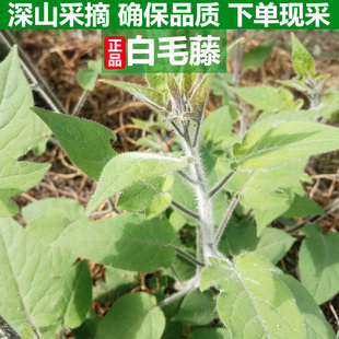 白毛藤四川新鲜白英中药材排风藤草生天灯笼胡毛藤谷菜下单现采