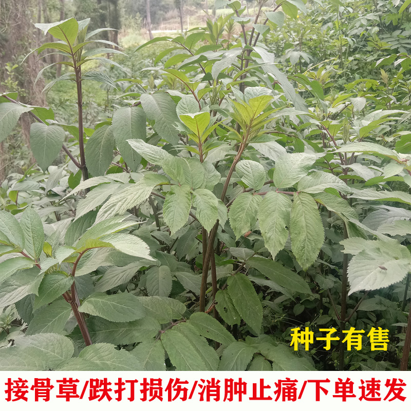 新鲜接骨草根全草种苗中药陆英八凌麻大臭草排风藤秧心草小接骨丹