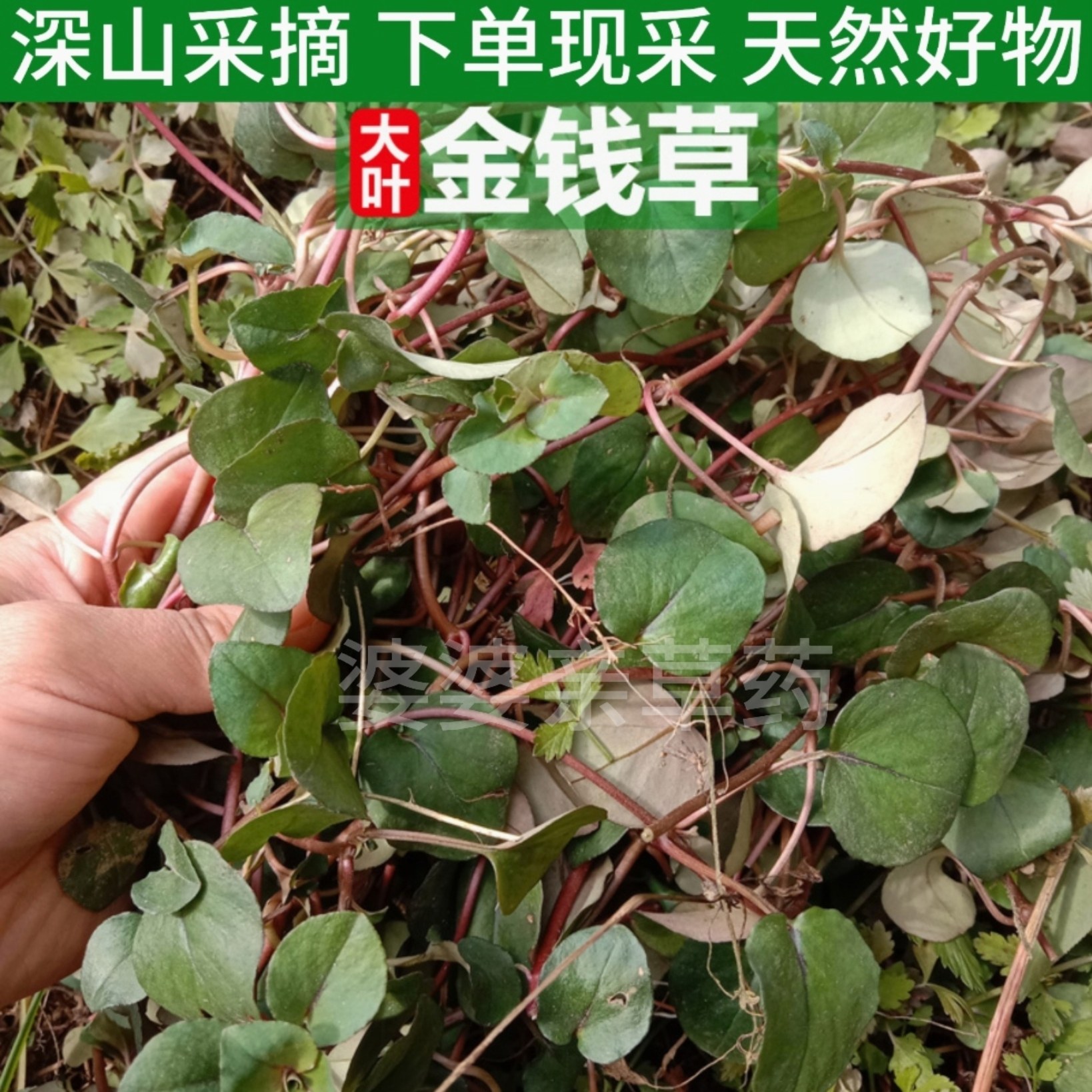 四川大叶金钱草苗中草药新鲜现采过路黄全株马蹄金草镜面草