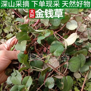 四川发货大叶金钱草中草药新鲜