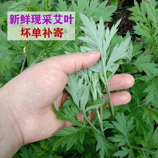 四川农家艾叶草新鲜食用中药材艾草粑粑艾蒿清明草糍粑青团嫩艾叶