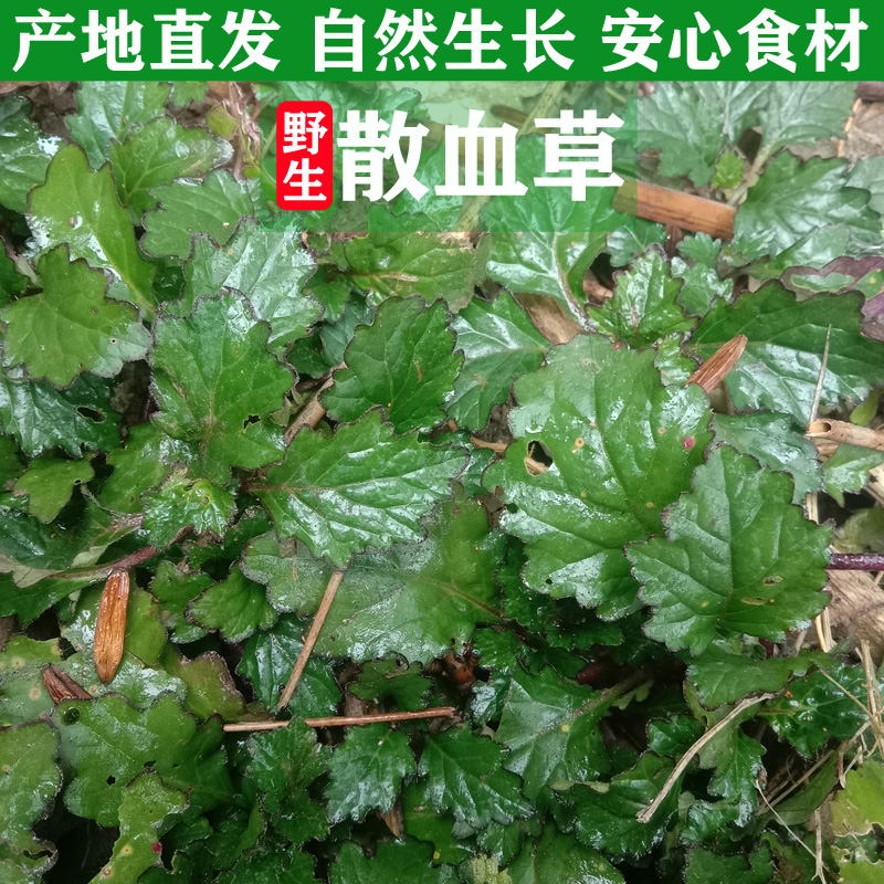 新鲜散血草中草药材白毛夏枯草地胆草龙胆草风轮菜筋骨草散血丹