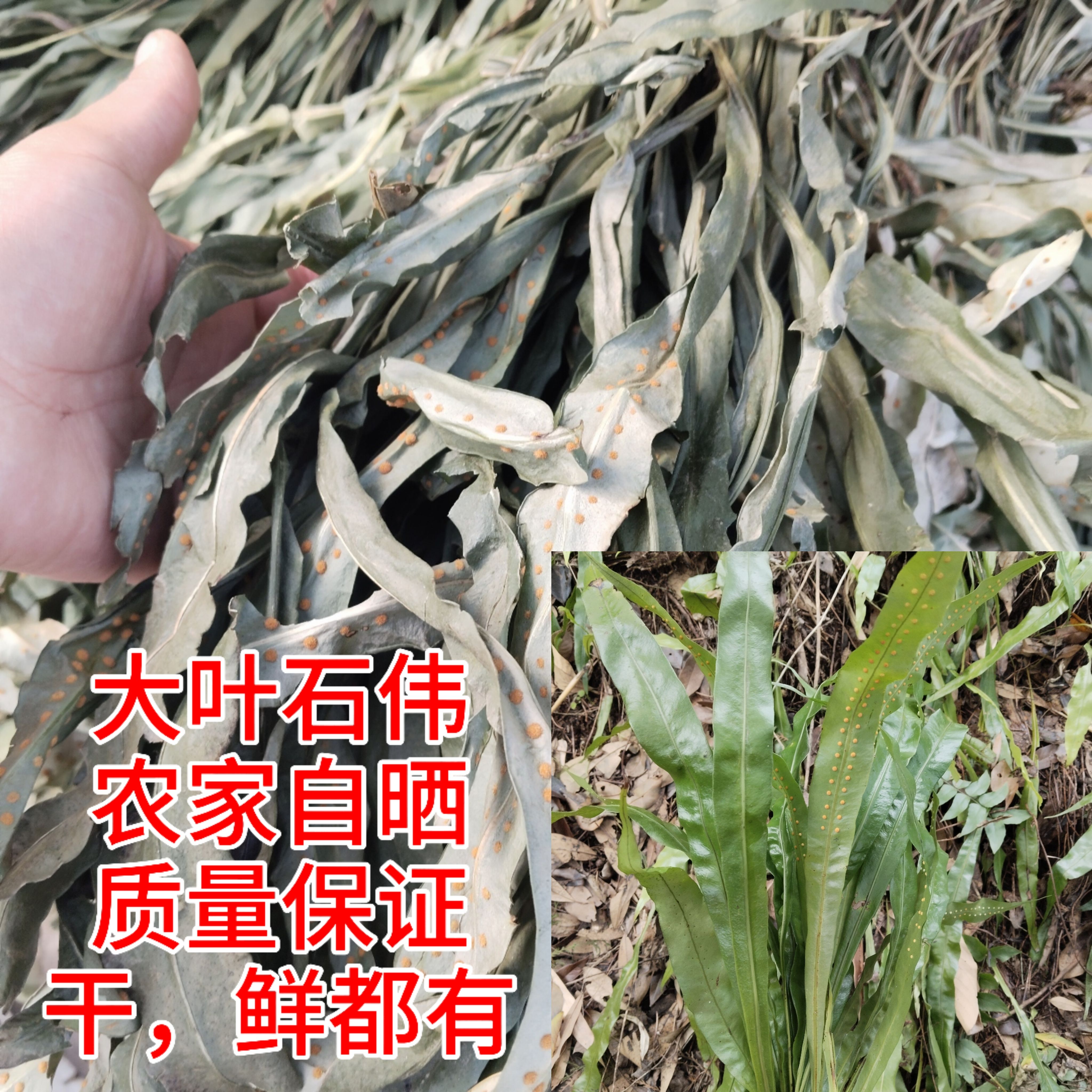 深山大叶石苇七星剑现采500g