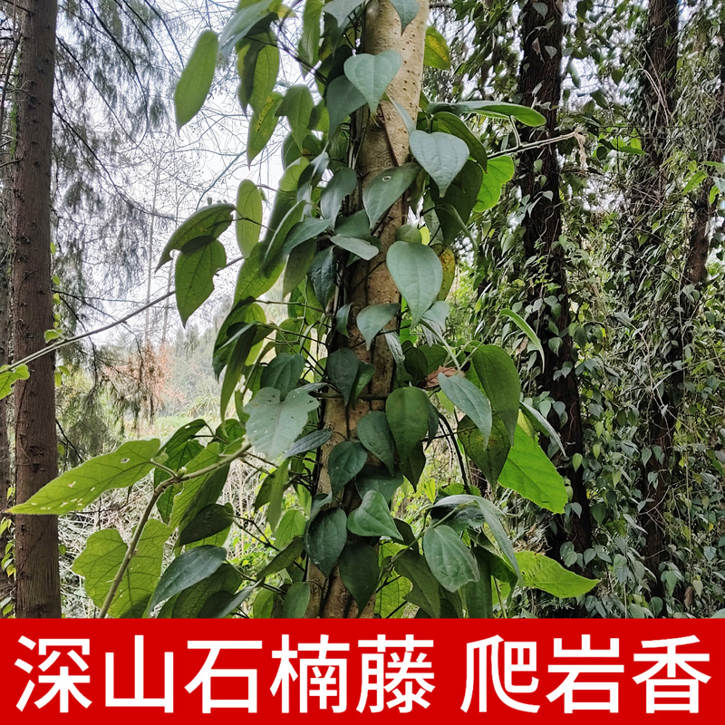 深山石南藤正品中草药材爬岩香楠藤风藤蓝藤搜山虎丁公藤巴岩香