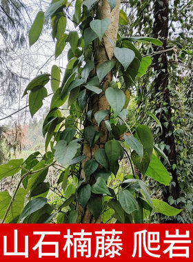 深山石南藤正品中草药材500g