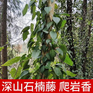 深山石南藤正品中草药材500g